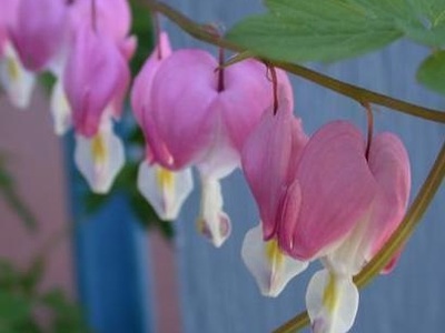 Bleeding Heart