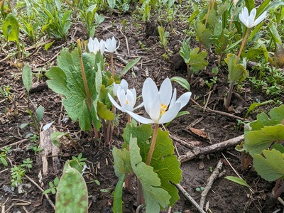 Bloodroot