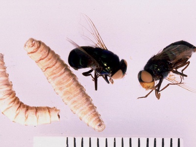 Blowfly larvae (maggots) 