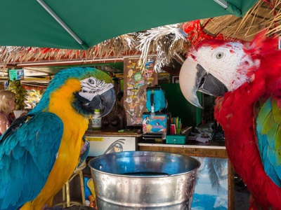 Blue-and-yellow Macaw