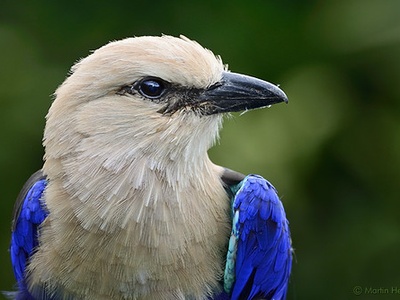 Blue-bellied Roller