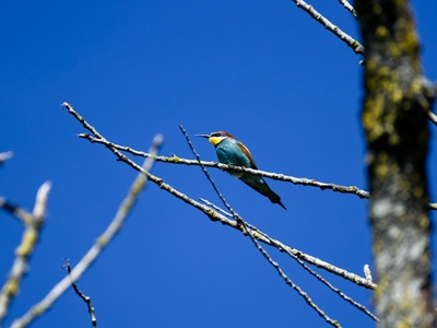 Blue-cheeked Bee-eater