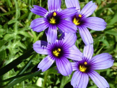 Blue-eyed Grass