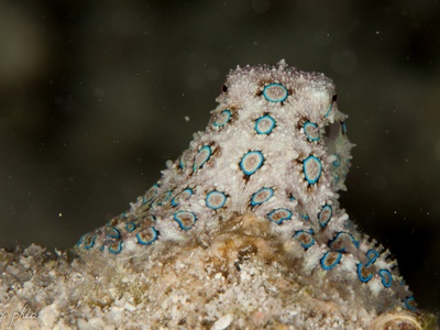 Blue-ringed Octopus