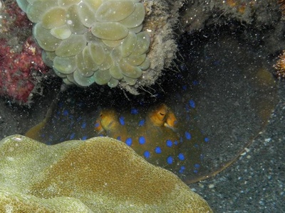 Blue-spotted stingray
