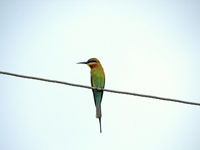 Blue-tailed Bee-eater