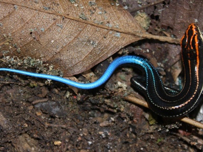 Blue-tailed Skink