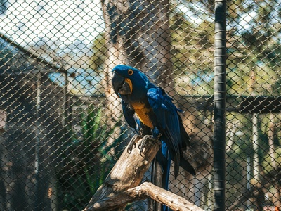 Blue-throated Macaw