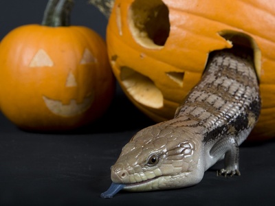 Blue-tongued Skink
