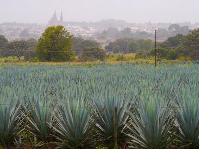 Blue Agave