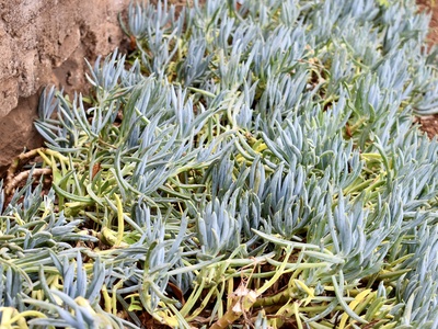 Blue Chalksticks