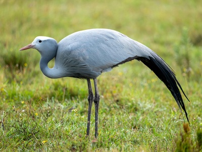 Blue Crane