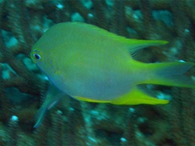 Blue Damselfish
