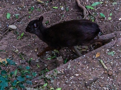 Blue duiker