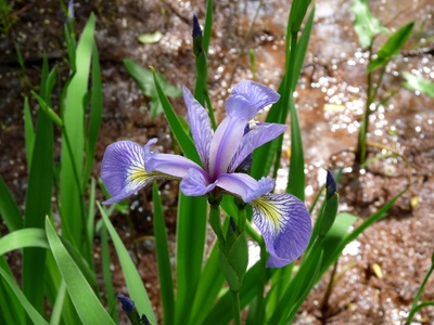 Blue flag iris