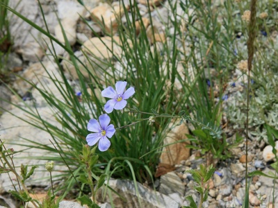 Blue Flax (Lewis Flax)