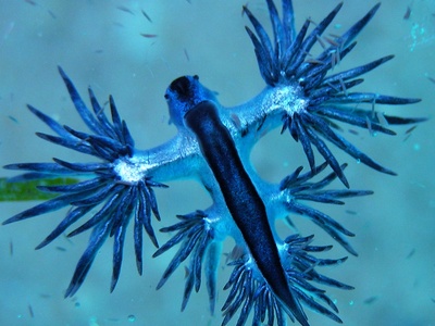 Blue Glaucus