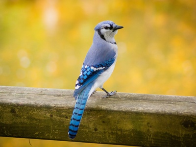 Blue Jay