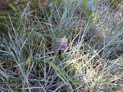 Blue Lyme Grass