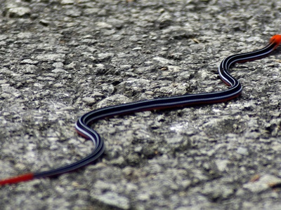 Blue Malayan Coral Snake