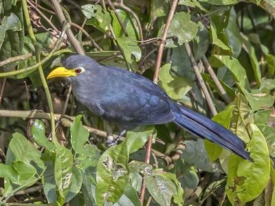 Blue Malkoha