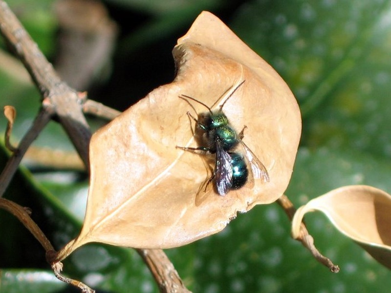 Blue Color Bee The Complete List of Cute Blue Animals - Flora Fauna Fun
