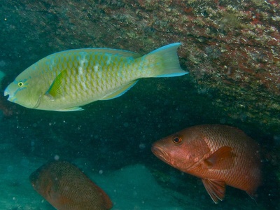 Blue parrotfish