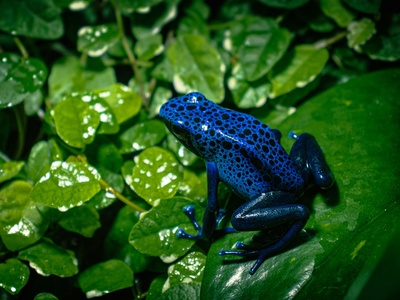 Blue Poison Dart Frog