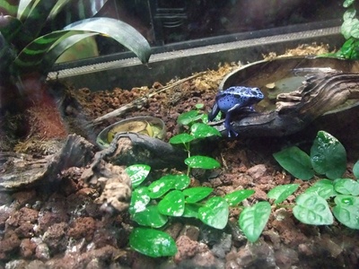 Blue Poison Dart Frog