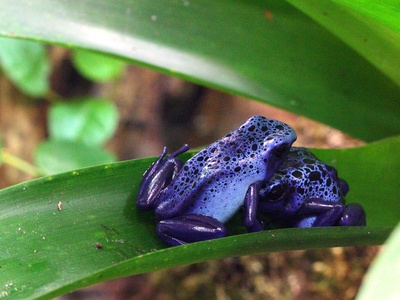 Blue Poison Dart Frog