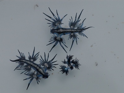 Blue Sea Slug