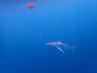 Blue shark