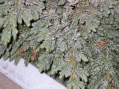 Blue Star Juniper