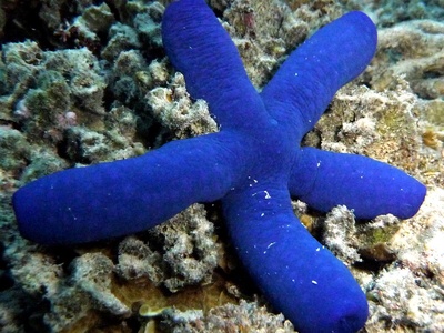 Blue Starfish