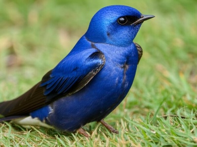 Blue Swallow