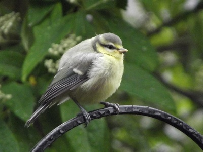 Blue Tit