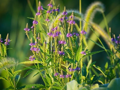Blue vervain
