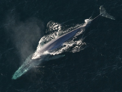 Blue whale