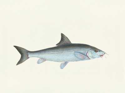 Bluefin Trevally