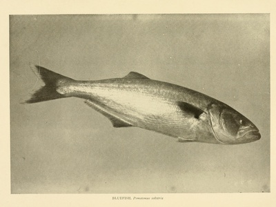 Bluefish