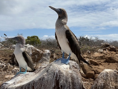 Blue‑footed Booby