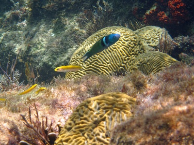 Bluehead wrasse