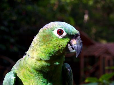 Blue‑headed Macaw