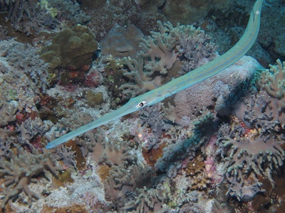 Bluespotted Cornetfish