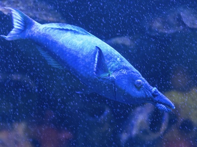 Bluespotted cornetfish