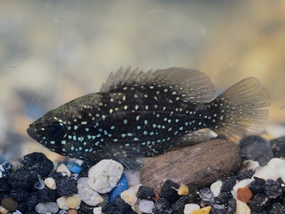 Bluespotted Sunfish