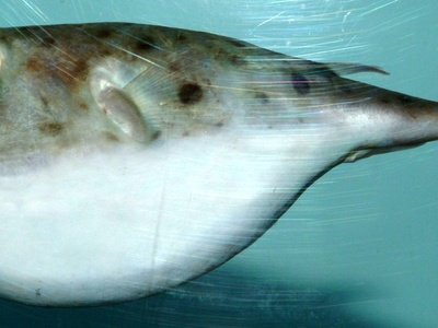 Blunthead puffer