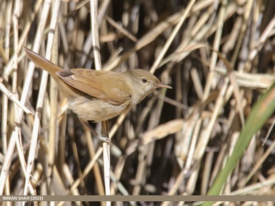 Blyth's Reed Warbler