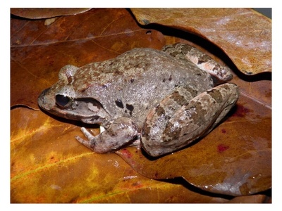 Blyth's River Frog
