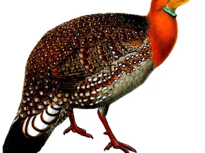 Blyth's Tragopan